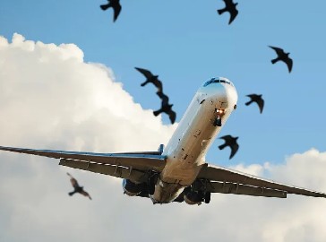 Wing Design & Development